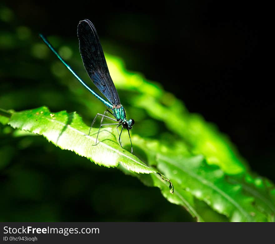 Ryukyu Damselfly, Male - Matrona basilaris japonica Ishikawa Dake, Okinawa. Ryukyu Damselfly, Male - Matrona basilaris japonica Ishikawa Dake, Okinawa