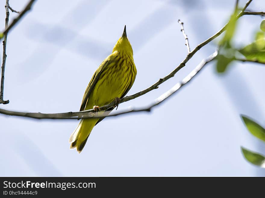 Oiseau &#x28;Paruline Jaune&#x29; 108