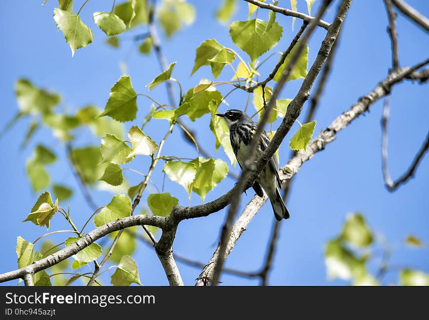 Oiseau &#x28;Paruline Ã€ Croupion Jaune&#x29; 157