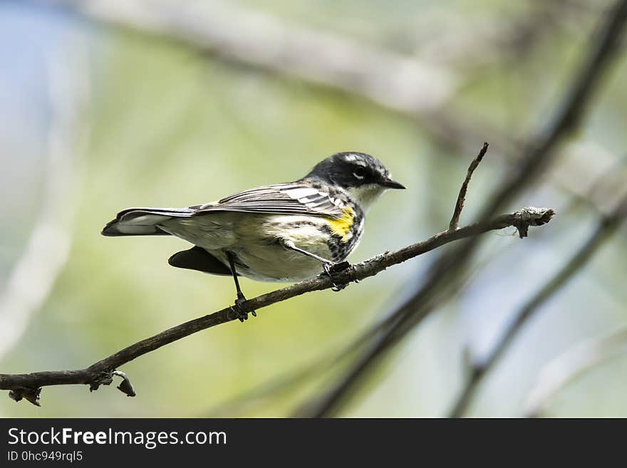 Oiseau &#x28;Paruline Ã€ Croupion Jaune&#x29; 160