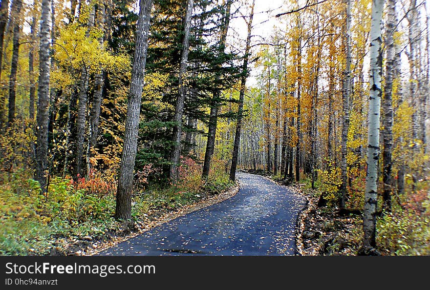 The aspens are all native to cold regions with cool summers, in the north of the Northern Hemisphere, extending south at high altitudes in the mountains. They are all medium-sized deciduous trees reaching 15â€“30 m &#x28;49â€“98 ft&#x29; tall. The aspens are all native to cold regions with cool summers, in the north of the Northern Hemisphere, extending south at high altitudes in the mountains. They are all medium-sized deciduous trees reaching 15â€“30 m &#x28;49â€“98 ft&#x29; tall.