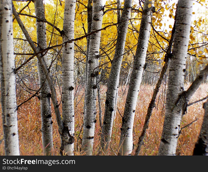 The aspens are all native to cold regions with cool summers, in the north of the Northern Hemisphere, extending south at high altitudes in the mountains. They are all medium-sized deciduous trees reaching 15â€“30 m &#x28;49â€“98 ft&#x29; tall. The aspens are all native to cold regions with cool summers, in the north of the Northern Hemisphere, extending south at high altitudes in the mountains. They are all medium-sized deciduous trees reaching 15â€“30 m &#x28;49â€“98 ft&#x29; tall.