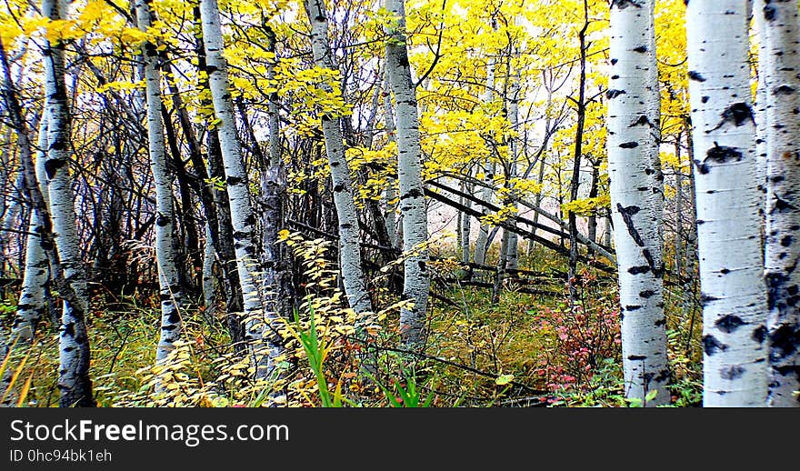 The aspens are all native to cold regions with cool summers, in the north of the Northern Hemisphere, extending south at high altitudes in the mountains. They are all medium-sized deciduous trees reaching 15â€“30 m &#x28;49â€“98 ft&#x29; tall. The aspens are all native to cold regions with cool summers, in the north of the Northern Hemisphere, extending south at high altitudes in the mountains. They are all medium-sized deciduous trees reaching 15â€“30 m &#x28;49â€“98 ft&#x29; tall.