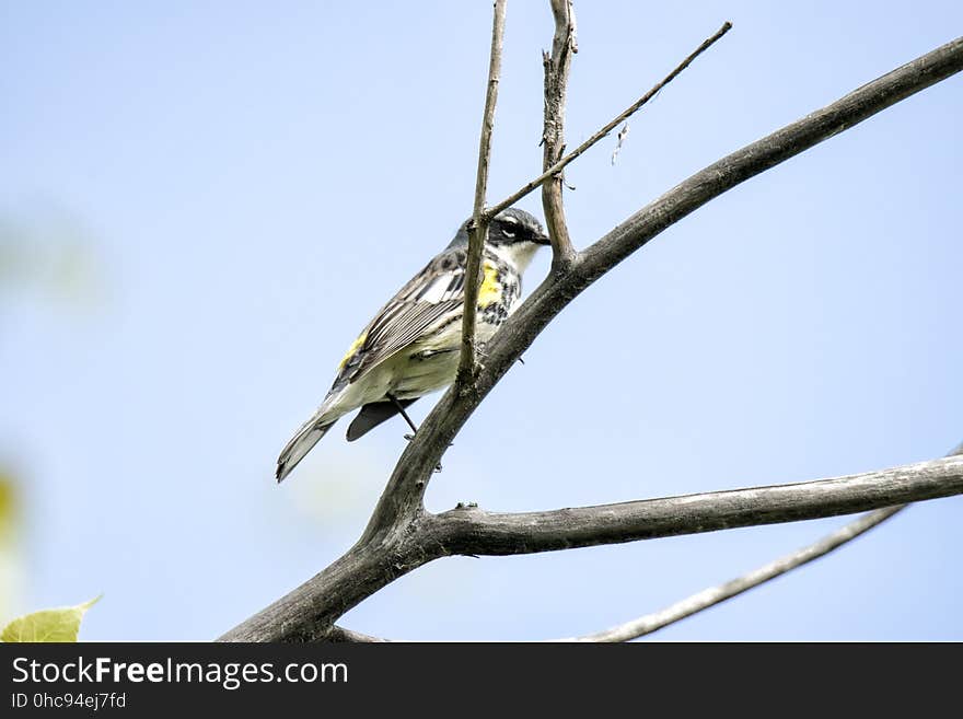 Oiseau &#x28;Paruline Ã€ Croupion Jaune&#x29; 164