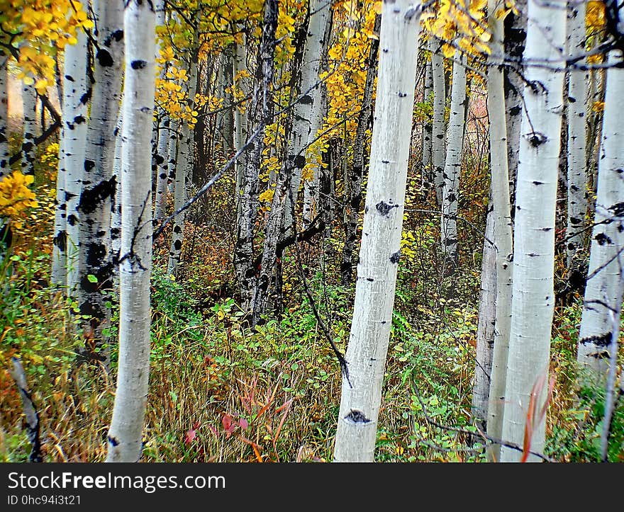 The aspens are all native to cold regions with cool summers, in the north of the Northern Hemisphere, extending south at high altitudes in the mountains. They are all medium-sized deciduous trees reaching 15â€“30 m &#x28;49â€“98 ft&#x29; tall. The aspens are all native to cold regions with cool summers, in the north of the Northern Hemisphere, extending south at high altitudes in the mountains. They are all medium-sized deciduous trees reaching 15â€“30 m &#x28;49â€“98 ft&#x29; tall.