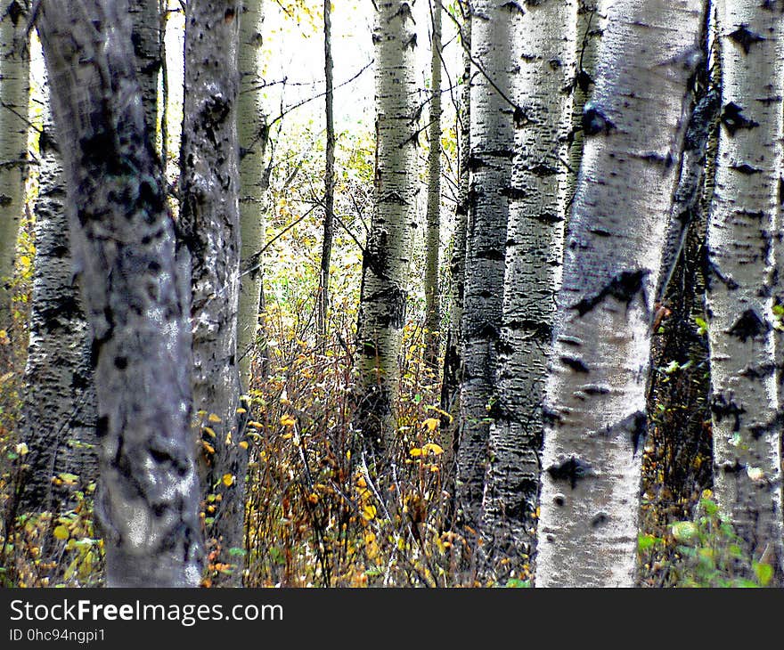 The aspens are all native to cold regions with cool summers, in the north of the Northern Hemisphere, extending south at high altitudes in the mountains. They are all medium-sized deciduous trees reaching 15â€“30 m &#x28;49â€“98 ft&#x29; tall. The aspens are all native to cold regions with cool summers, in the north of the Northern Hemisphere, extending south at high altitudes in the mountains. They are all medium-sized deciduous trees reaching 15â€“30 m &#x28;49â€“98 ft&#x29; tall.