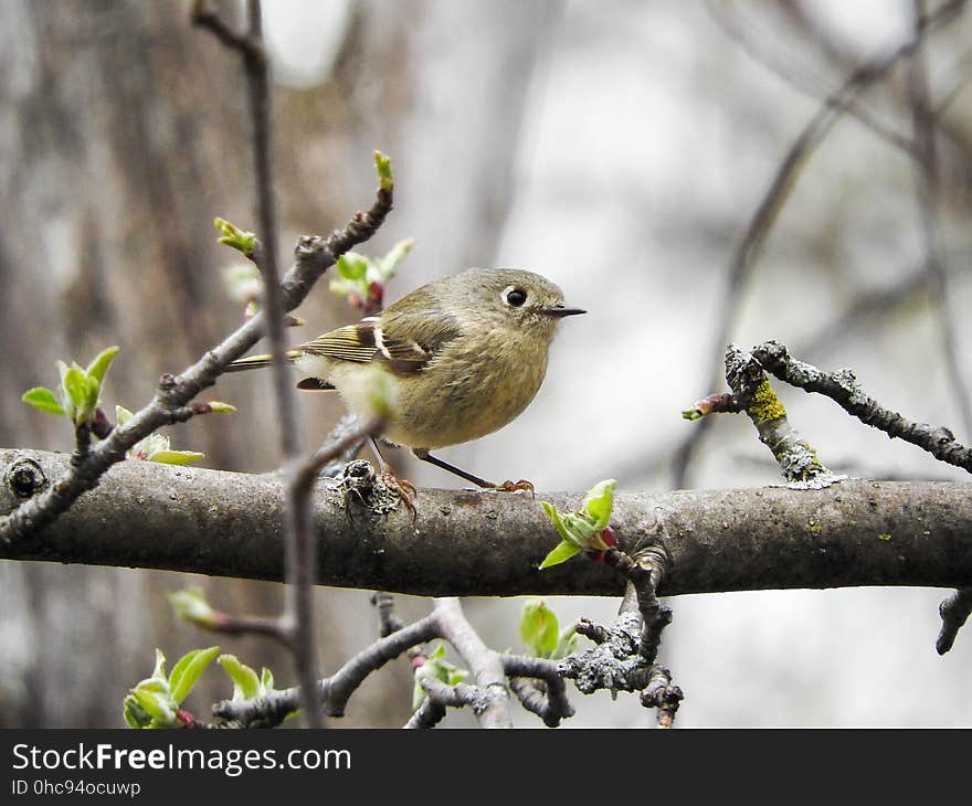 Oiseau &#x28;Moucherolle À Ventre Jaune&#x29; 004