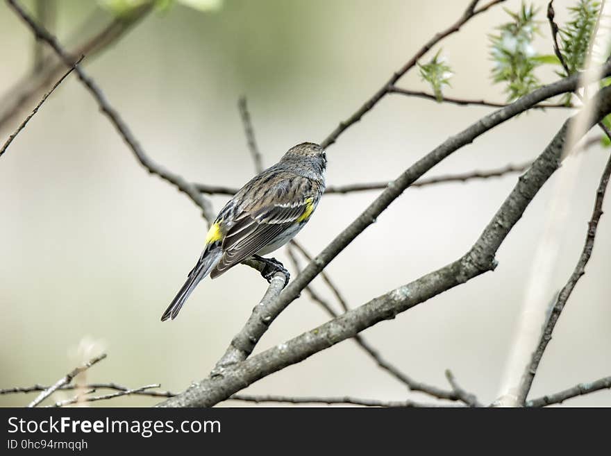 Oiseau &#x28;Paruline Ã€ Croupion Jaune&#x29; 151