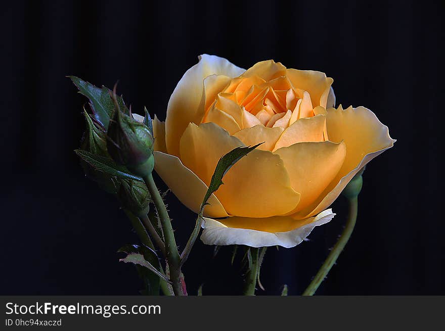 The cup shaped flowers are of medium size. Their colour is an unusually rich, pure yellow that would be hard to match even among modern roses, and is entirely missing from old roses. There is a medium-strong, fresh tea rose fragrance, with a cool violet character typical of its colour group. It has attractive, smooth green foliage. Good repeat-flowering from early summer onwards. The cup shaped flowers are of medium size. Their colour is an unusually rich, pure yellow that would be hard to match even among modern roses, and is entirely missing from old roses. There is a medium-strong, fresh tea rose fragrance, with a cool violet character typical of its colour group. It has attractive, smooth green foliage. Good repeat-flowering from early summer onwards.