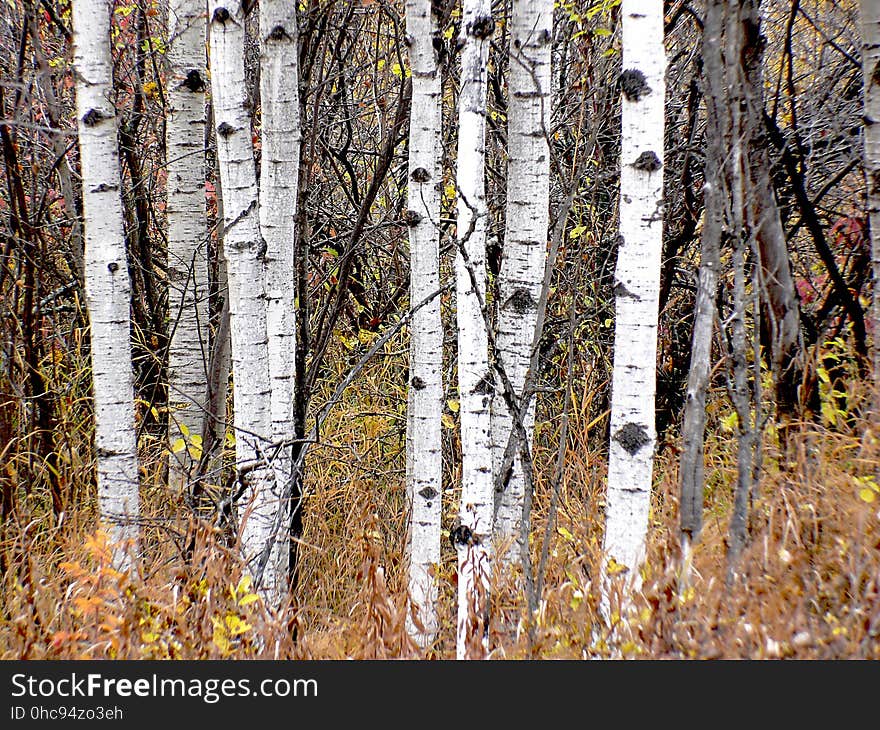 The aspens are all native to cold regions with cool summers, in the north of the Northern Hemisphere, extending south at high altitudes in the mountains. They are all medium-sized deciduous trees reaching 15â€“30 m &#x28;49â€“98 ft&#x29; tall. The aspens are all native to cold regions with cool summers, in the north of the Northern Hemisphere, extending south at high altitudes in the mountains. They are all medium-sized deciduous trees reaching 15â€“30 m &#x28;49â€“98 ft&#x29; tall.