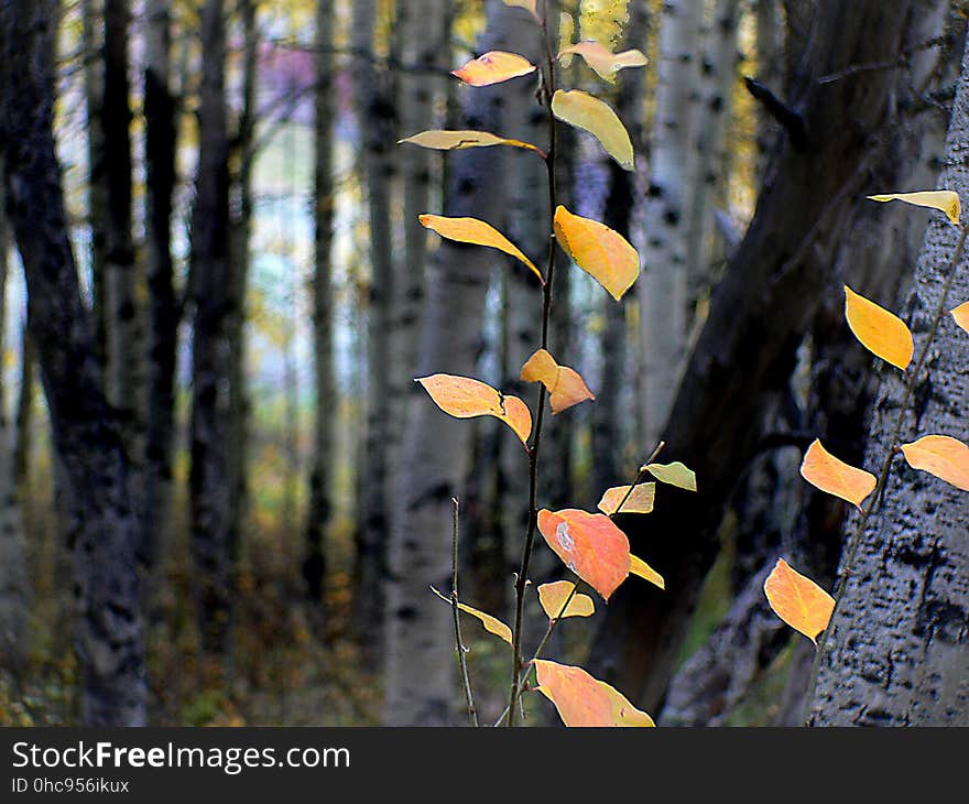 The aspens are all native to cold regions with cool summers, in the north of the Northern Hemisphere, extending south at high altitudes in the mountains. They are all medium-sized deciduous trees reaching 15â€“30 m &#x28;49â€“98 ft&#x29; tall. The aspens are all native to cold regions with cool summers, in the north of the Northern Hemisphere, extending south at high altitudes in the mountains. They are all medium-sized deciduous trees reaching 15â€“30 m &#x28;49â€“98 ft&#x29; tall.