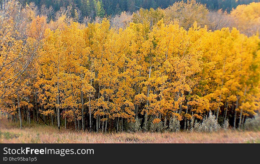 The aspens are all native to cold regions with cool summers, in the north of the Northern Hemisphere, extending south at high altitudes in the mountains. They are all medium-sized deciduous trees reaching 15â€“30 m &#x28;49â€“98 ft&#x29; tall. The aspens are all native to cold regions with cool summers, in the north of the Northern Hemisphere, extending south at high altitudes in the mountains. They are all medium-sized deciduous trees reaching 15â€“30 m &#x28;49â€“98 ft&#x29; tall.