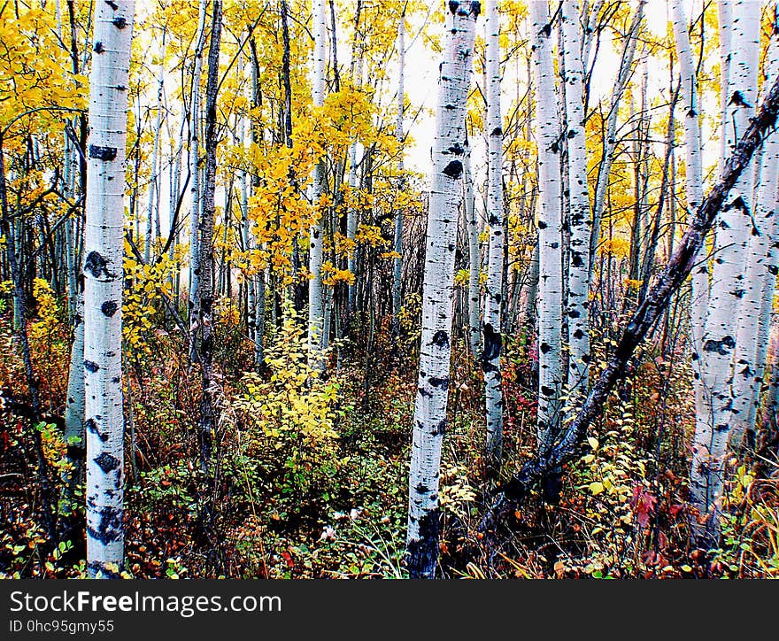 The aspens are all native to cold regions with cool summers, in the north of the Northern Hemisphere, extending south at high altitudes in the mountains. They are all medium-sized deciduous trees reaching 15â€“30 m &#x28;49â€“98 ft&#x29; tall. The aspens are all native to cold regions with cool summers, in the north of the Northern Hemisphere, extending south at high altitudes in the mountains. They are all medium-sized deciduous trees reaching 15â€“30 m &#x28;49â€“98 ft&#x29; tall.