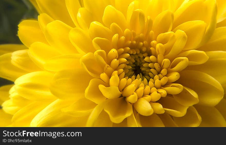 You know fall is on its way when you start to see the mums appearing in front of people&#x27;s homes. You know fall is on its way when you start to see the mums appearing in front of people&#x27;s homes.