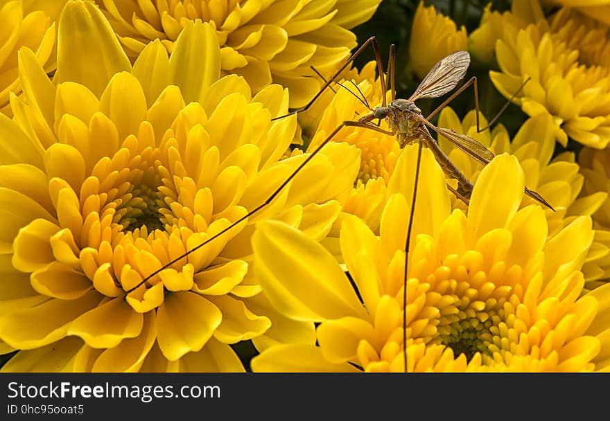 This crane fly landed right in front of my camera as I was taking pictures of the chrysanthemums. This crane fly landed right in front of my camera as I was taking pictures of the chrysanthemums.