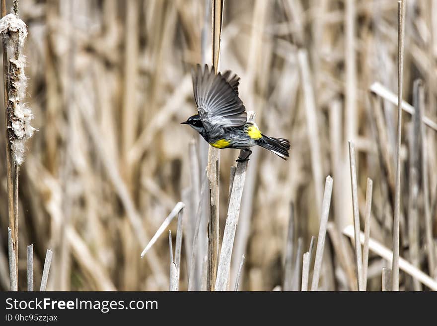 Oiseau &#x28;Paruline Ã€ Croupion Jaune&#x29; 102