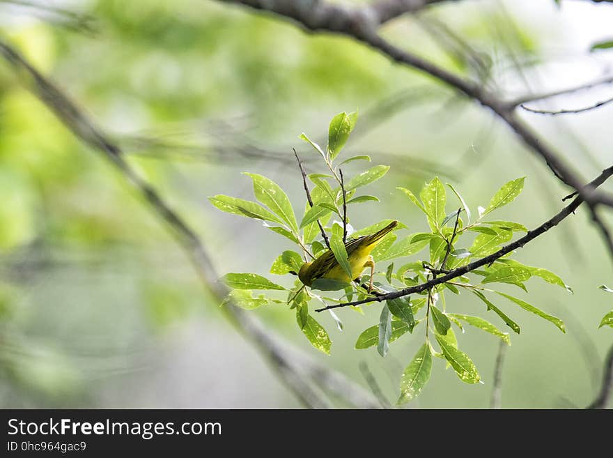 Oiseau &#x28;Paruline Jaune&#x29; 119