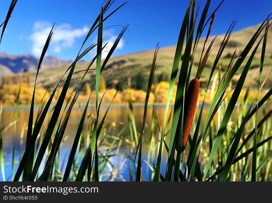 There are several species of bulrushes. Bulrushes are perennial grass-like plants and can grow to 10 feet tall in shallow water or in moist soils. Soft-stem bulrush can grow to 10 feet and grows in dense colonies from rhizomes. Soft-stem bulrush has a round &#x28;in cross section&#x29;, light gray-green, relatively soft stem that comes to a point with no obvious leaves &#x28;only sheaths at the base of the stems&#x29;. Flowers usually occur just below the tip of the stem.