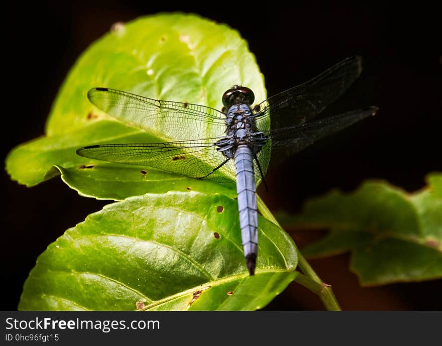 Orthetrum Glaucum, male Ishikawa Dake, Okinawa. Orthetrum Glaucum, male Ishikawa Dake, Okinawa