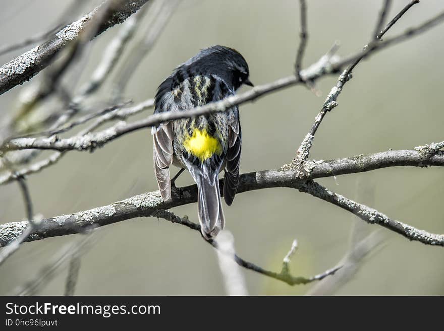 Oiseau &#x28;Paruline Ã€ Croupion Jaune&#x29; 099