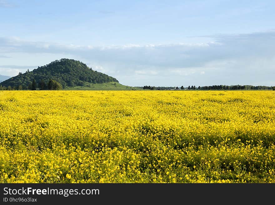 Turnip seed field, Oregon