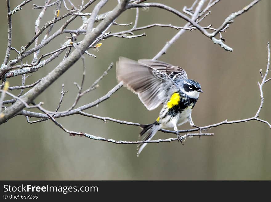 Oiseau &#x28;Paruline Ã€ Croupion Jaune&#x29; 092