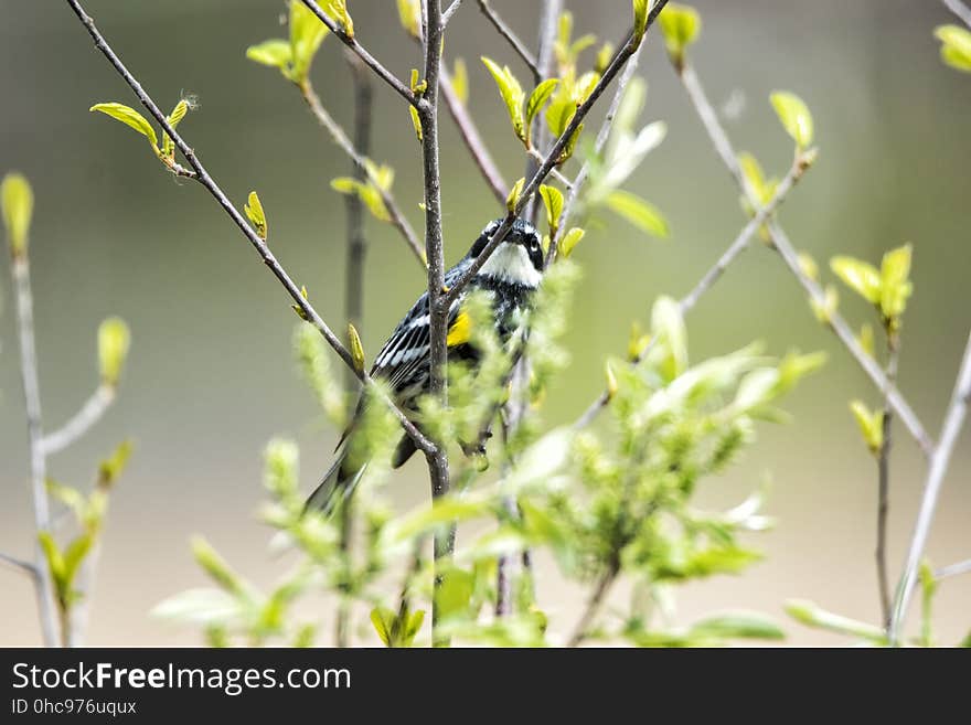 Oiseau &#x28;Paruline À Croupion Jaune&#x29; 105