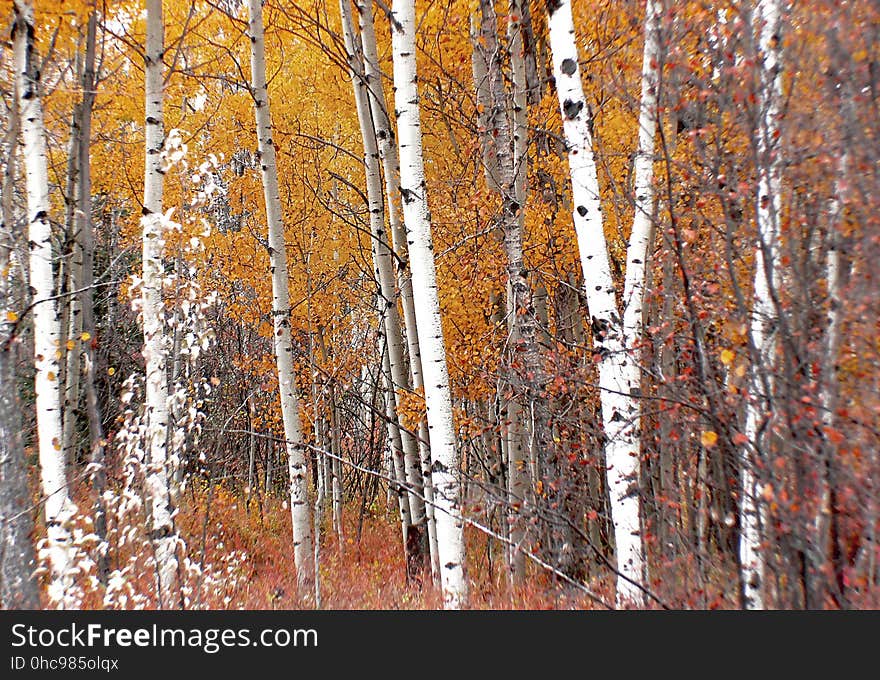 The aspens are all native to cold regions with cool summers, in the north of the Northern Hemisphere, extending south at high altitudes in the mountains. They are all medium-sized deciduous trees reaching 15â€“30 m &#x28;49â€“98 ft&#x29; tall. The aspens are all native to cold regions with cool summers, in the north of the Northern Hemisphere, extending south at high altitudes in the mountains. They are all medium-sized deciduous trees reaching 15â€“30 m &#x28;49â€“98 ft&#x29; tall.