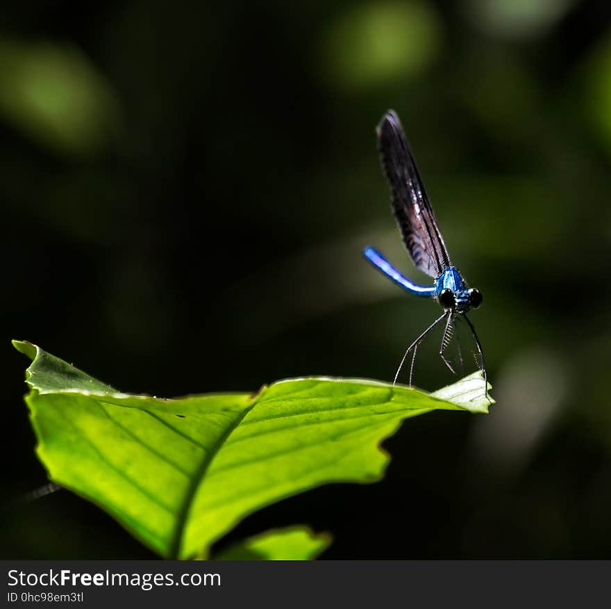 Ryukyu Damselfly, Male - Matrona basilaris japonica Ishikawa Dake, Okinawa. Ryukyu Damselfly, Male - Matrona basilaris japonica Ishikawa Dake, Okinawa