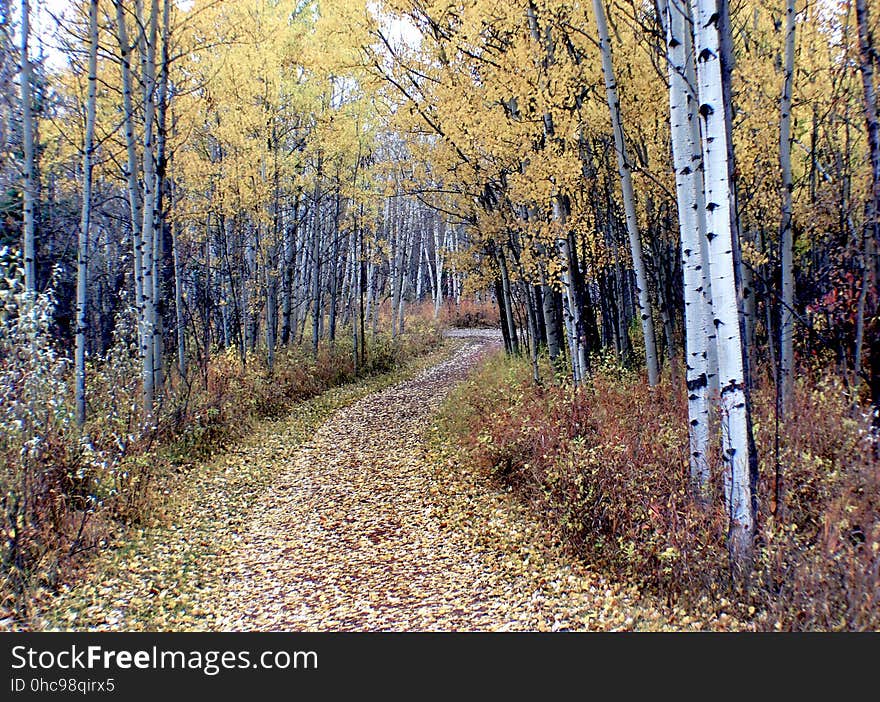 The aspens are all native to cold regions with cool summers, in the north of the Northern Hemisphere, extending south at high altitudes in the mountains. They are all medium-sized deciduous trees reaching 15â€“30 m &#x28;49â€“98 ft&#x29; tall. The aspens are all native to cold regions with cool summers, in the north of the Northern Hemisphere, extending south at high altitudes in the mountains. They are all medium-sized deciduous trees reaching 15â€“30 m &#x28;49â€“98 ft&#x29; tall.