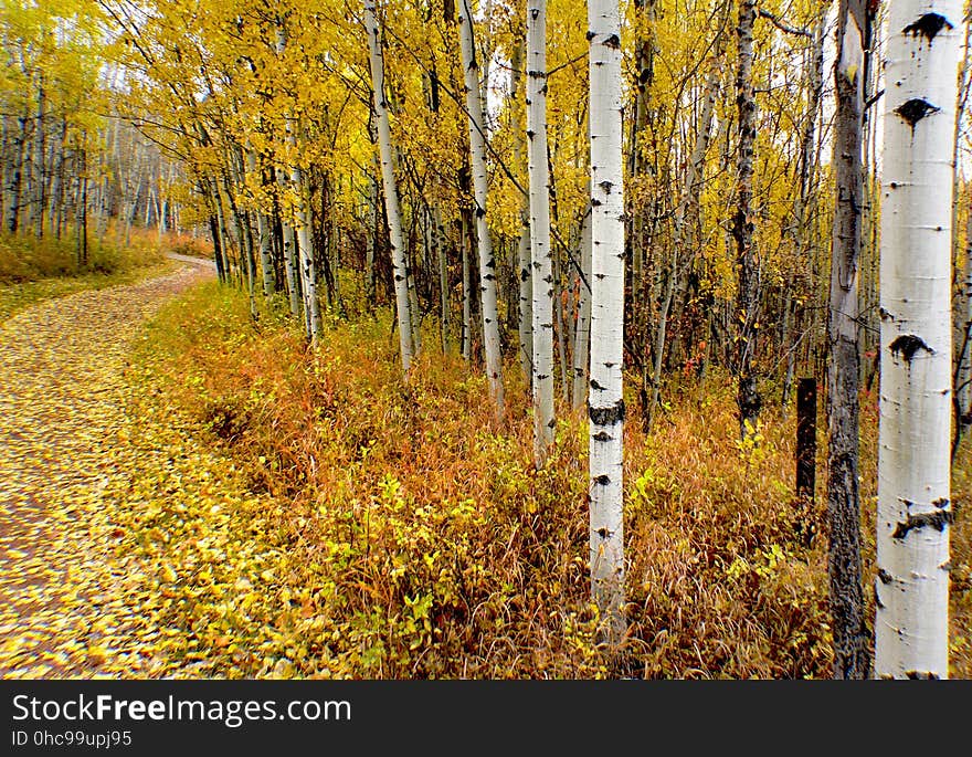 The aspens are all native to cold regions with cool summers, in the north of the Northern Hemisphere, extending south at high altitudes in the mountains. They are all medium-sized deciduous trees reaching 15â€“30 m &#x28;49â€“98 ft&#x29; tall. The aspens are all native to cold regions with cool summers, in the north of the Northern Hemisphere, extending south at high altitudes in the mountains. They are all medium-sized deciduous trees reaching 15â€“30 m &#x28;49â€“98 ft&#x29; tall.