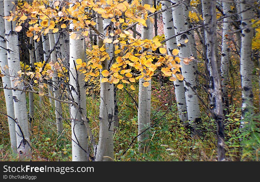 Autumn Calgary Alberta &#x28;5&#x29;