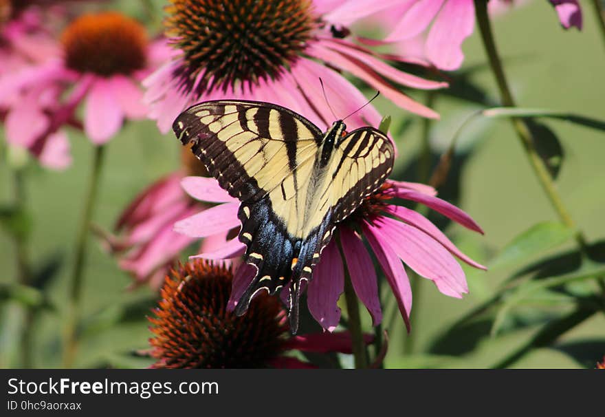 Eastern tiger swallowtail