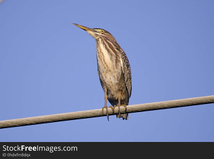 Green Heron on telephone power wire. Wading bird bittern crane, Butorides virescens. Walton County, Georgia USA. Green Heron on telephone power wire. Wading bird bittern crane, Butorides virescens. Walton County, Georgia USA