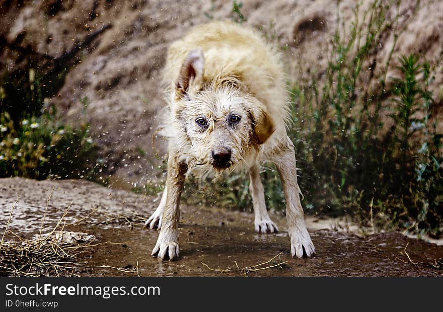 Dog shaking water, detail of a wet animal, enjoying and having fun