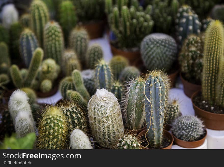 Small desert cactus in an old market