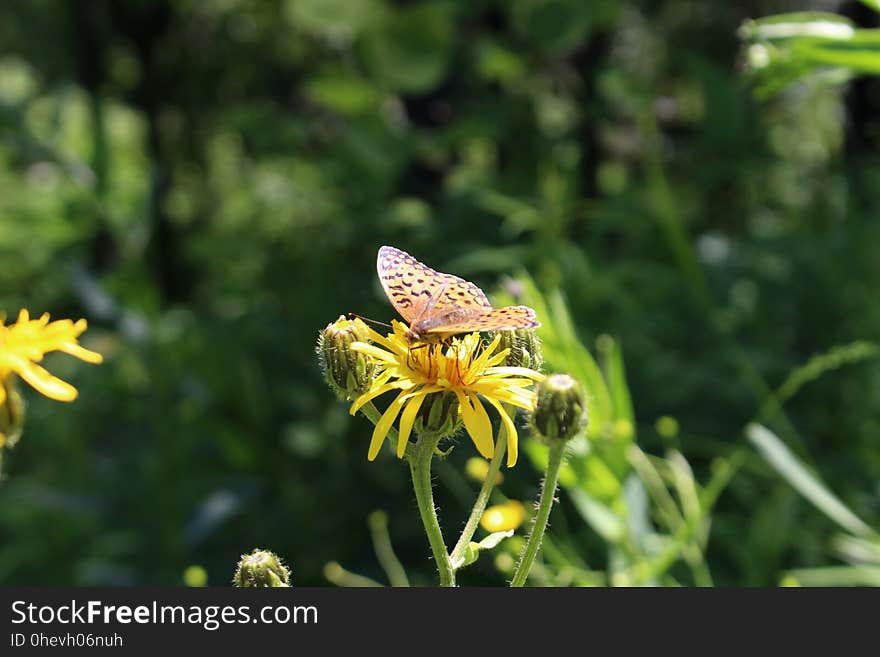 Butterfly on the flowers