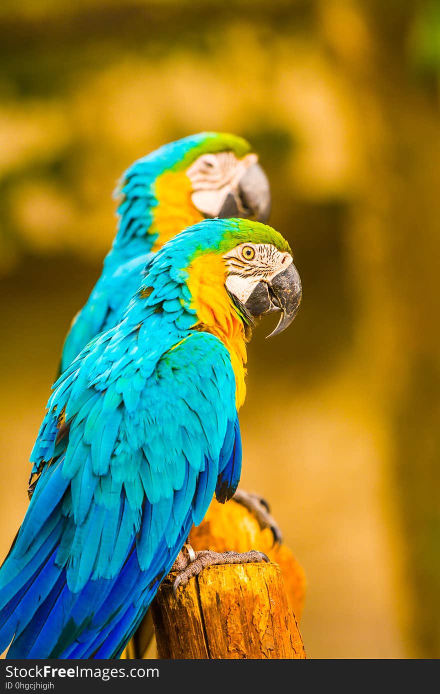 Blue throated macaw in Thai, Thailand.