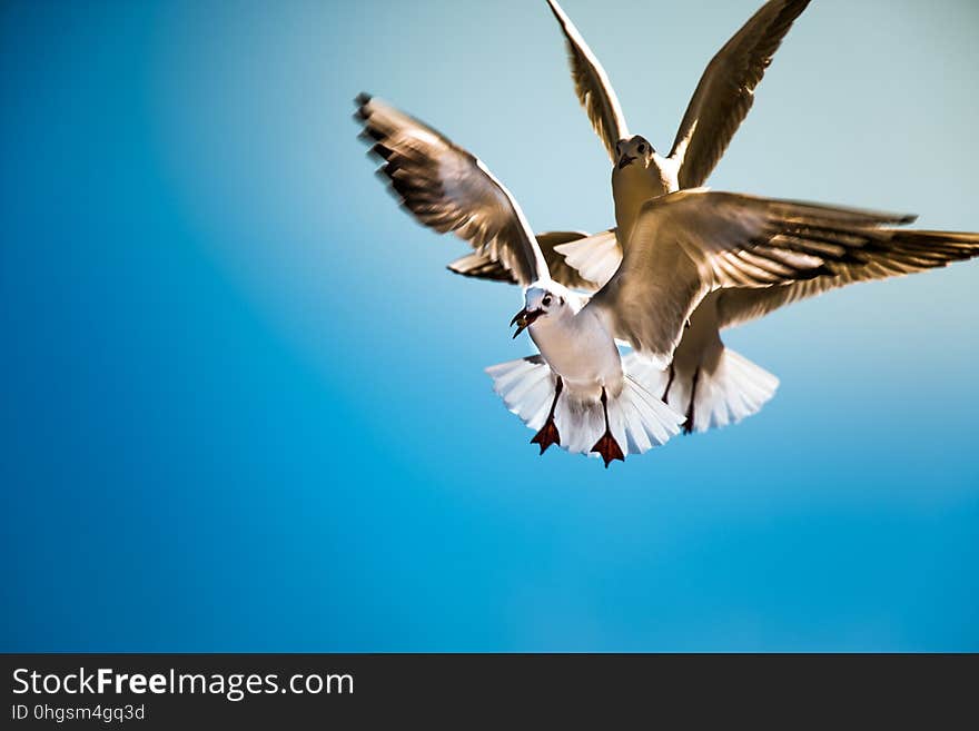 Dove Fly In The Air With Wings Wide Over Blue Sky