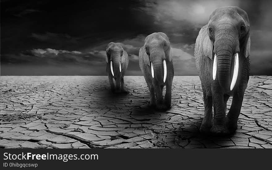 Black And White, Monochrome Photography, Mammal, Elephants And Mammoths