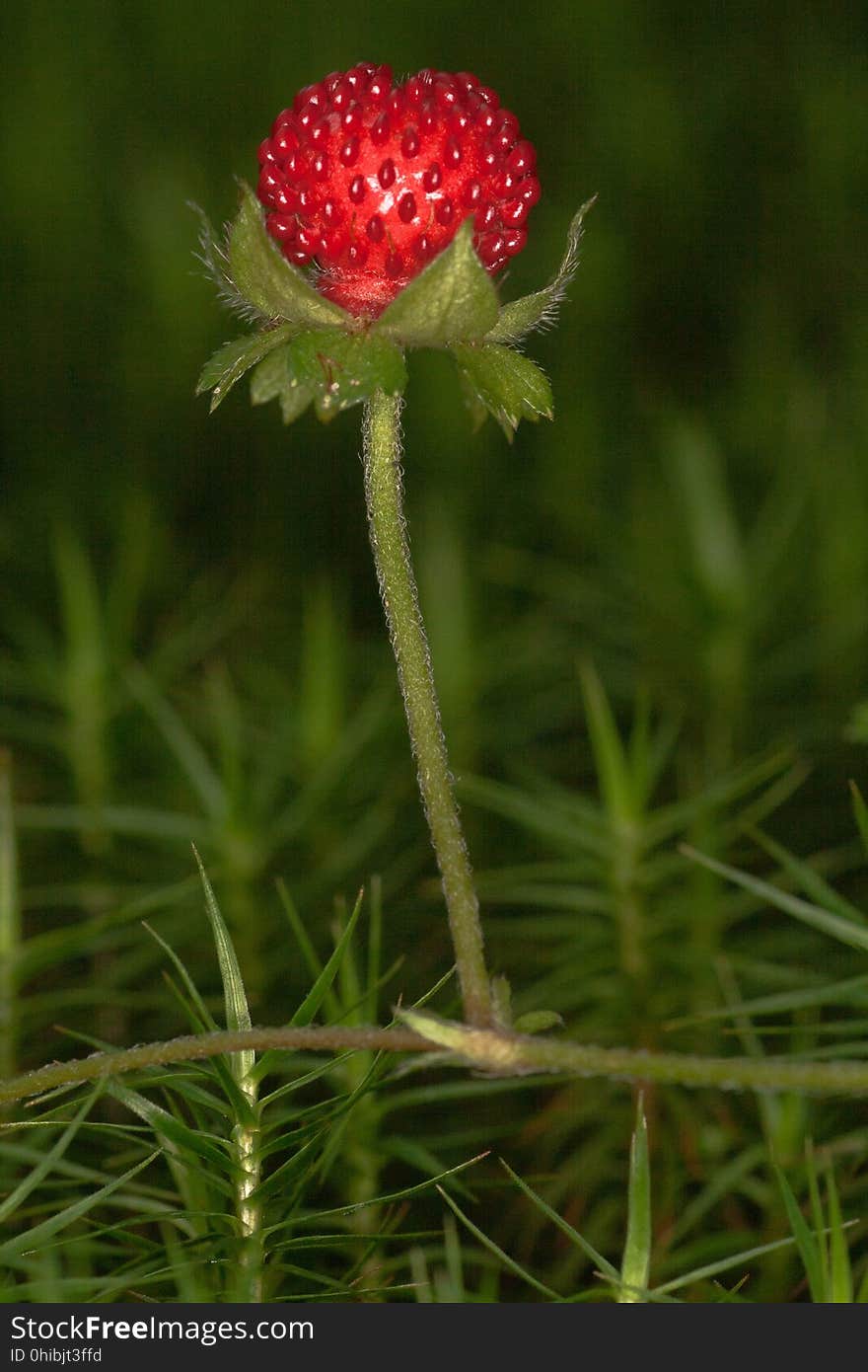 Plant, Flower, Plant Stem, Mock Strawberry