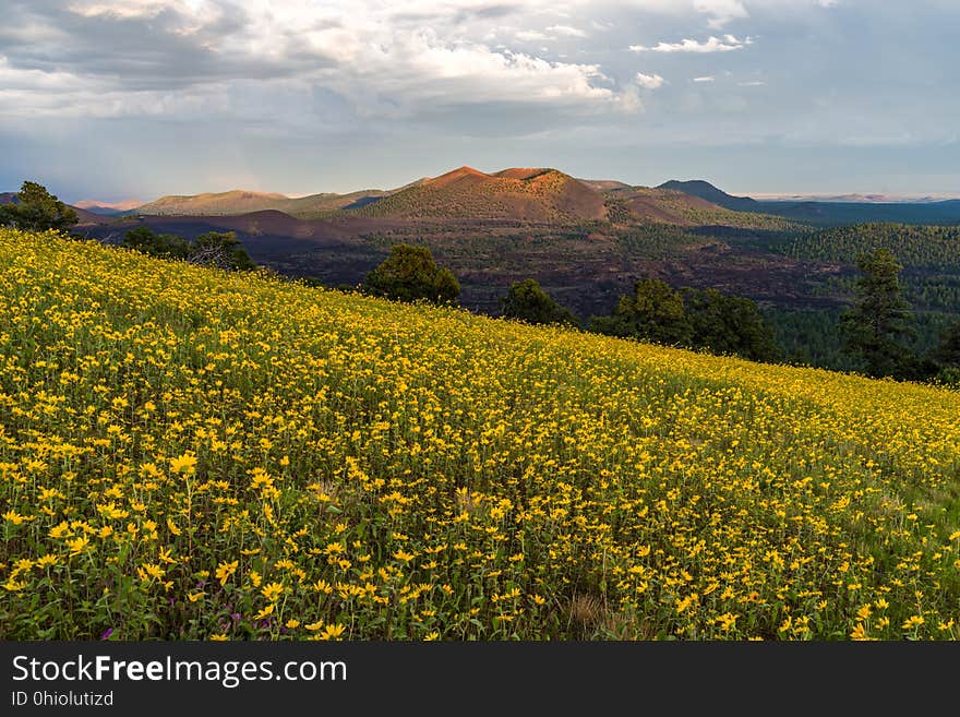 Late summer blooms in the O&#x27;Leary Peak and Sunset Crater Volcano area. Monsoon season brings a burst of wildflower blooms to Arizona&#x27;s higher elevations around Flagstaff. Fields of sunflowers blanket many open meadows and fields on the eastern side of the San Francisco Peaks. Photo taken August 23, 2017 by Deborah Lee Soltesz. Credit U.S. Forest Service Coconino National Forest. Learn more about the Coconino National Forest. Late summer blooms in the O&#x27;Leary Peak and Sunset Crater Volcano area. Monsoon season brings a burst of wildflower blooms to Arizona&#x27;s higher elevations around Flagstaff. Fields of sunflowers blanket many open meadows and fields on the eastern side of the San Francisco Peaks. Photo taken August 23, 2017 by Deborah Lee Soltesz. Credit U.S. Forest Service Coconino National Forest. Learn more about the Coconino National Forest.