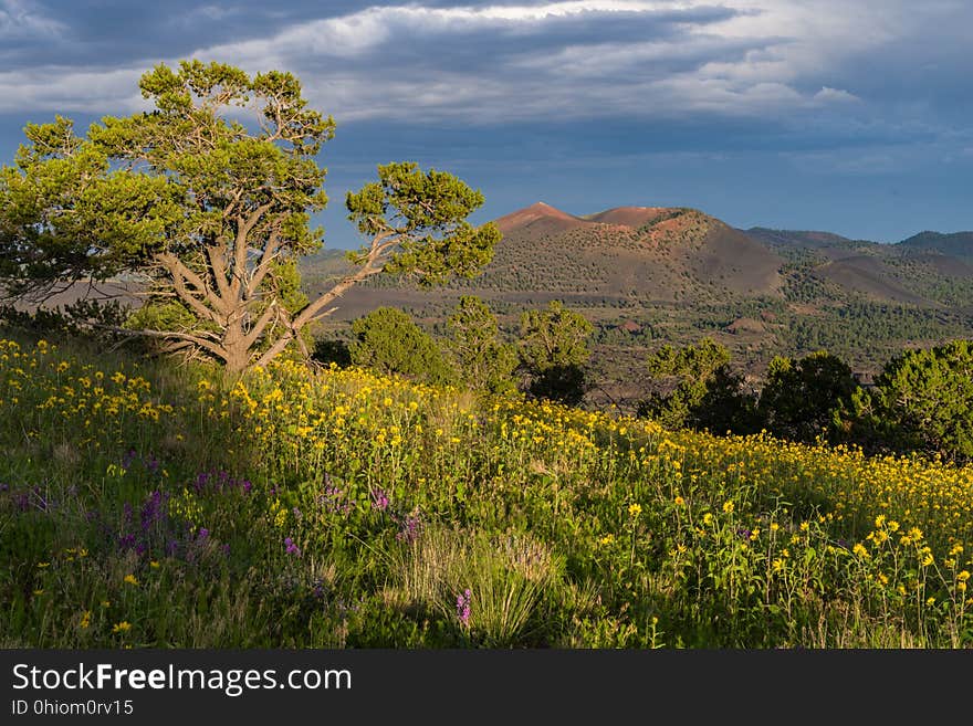 Late summer blooms in the O&#x27;Leary Peak and Sunset Crater Volcano area. Monsoon season brings a burst of wildflower blooms to Arizona&#x27;s higher elevations around Flagstaff. Fields of sunflowers blanket many open meadows and fields on the eastern side of the San Francisco Peaks. Photo taken August 23, 2017 by Deborah Lee Soltesz. Credit U.S. Forest Service Coconino National Forest. Learn more about the Coconino National Forest. Late summer blooms in the O&#x27;Leary Peak and Sunset Crater Volcano area. Monsoon season brings a burst of wildflower blooms to Arizona&#x27;s higher elevations around Flagstaff. Fields of sunflowers blanket many open meadows and fields on the eastern side of the San Francisco Peaks. Photo taken August 23, 2017 by Deborah Lee Soltesz. Credit U.S. Forest Service Coconino National Forest. Learn more about the Coconino National Forest.