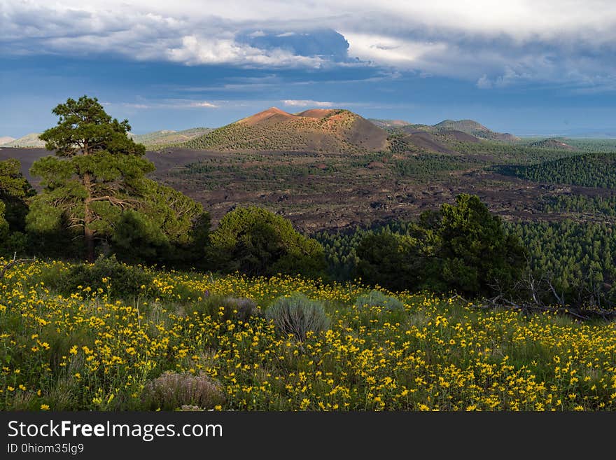 Late summer blooms in the O&#x27;Leary Peak and Sunset Crater Volcano area. Monsoon season brings a burst of wildflower blooms to Arizona&#x27;s higher elevations around Flagstaff. Fields of sunflowers blanket many open meadows and fields on the eastern side of the San Francisco Peaks. Photo taken August 23, 2017 by Deborah Lee Soltesz. Credit U.S. Forest Service Coconino National Forest. Learn more about the Coconino National Forest. Late summer blooms in the O&#x27;Leary Peak and Sunset Crater Volcano area. Monsoon season brings a burst of wildflower blooms to Arizona&#x27;s higher elevations around Flagstaff. Fields of sunflowers blanket many open meadows and fields on the eastern side of the San Francisco Peaks. Photo taken August 23, 2017 by Deborah Lee Soltesz. Credit U.S. Forest Service Coconino National Forest. Learn more about the Coconino National Forest.