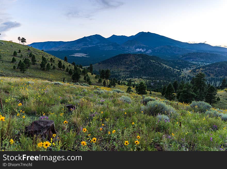 Late summer blooms in the O&#x27;Leary Peak and Sunset Crater Volcano area. Monsoon season brings a burst of wildflower blooms to Arizona&#x27;s higher elevations around Flagstaff. Fields of sunflowers blanket many open meadows and fields on the eastern side of the San Francisco Peaks. Photo taken August 23, 2017 by Deborah Lee Soltesz. Credit U.S. Forest Service Coconino National Forest. Learn more about the Coconino National Forest. Late summer blooms in the O&#x27;Leary Peak and Sunset Crater Volcano area. Monsoon season brings a burst of wildflower blooms to Arizona&#x27;s higher elevations around Flagstaff. Fields of sunflowers blanket many open meadows and fields on the eastern side of the San Francisco Peaks. Photo taken August 23, 2017 by Deborah Lee Soltesz. Credit U.S. Forest Service Coconino National Forest. Learn more about the Coconino National Forest.