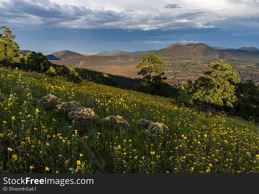 Late summer blooms in the O&#x27;Leary Peak and Sunset Crater Volcano area. Monsoon season brings a burst of wildflower blooms to Arizona&#x27;s higher elevations around Flagstaff. Fields of sunflowers blanket many open meadows and fields on the eastern side of the San Francisco Peaks. Photo taken August 23, 2017 by Deborah Lee Soltesz. Credit U.S. Forest Service Coconino National Forest. Learn more about the Coconino National Forest. Late summer blooms in the O&#x27;Leary Peak and Sunset Crater Volcano area. Monsoon season brings a burst of wildflower blooms to Arizona&#x27;s higher elevations around Flagstaff. Fields of sunflowers blanket many open meadows and fields on the eastern side of the San Francisco Peaks. Photo taken August 23, 2017 by Deborah Lee Soltesz. Credit U.S. Forest Service Coconino National Forest. Learn more about the Coconino National Forest.