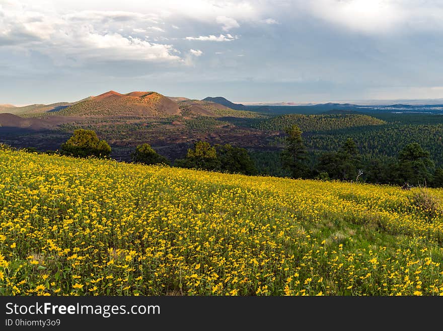 Late summer blooms in the O&#x27;Leary Peak and Sunset Crater Volcano area. Monsoon season brings a burst of wildflower blooms to Arizona&#x27;s higher elevations around Flagstaff. Fields of sunflowers blanket many open meadows and fields on the eastern side of the San Francisco Peaks. Photo taken August 23, 2017 by Deborah Lee Soltesz. Credit U.S. Forest Service Coconino National Forest. Learn more about the Coconino National Forest. Late summer blooms in the O&#x27;Leary Peak and Sunset Crater Volcano area. Monsoon season brings a burst of wildflower blooms to Arizona&#x27;s higher elevations around Flagstaff. Fields of sunflowers blanket many open meadows and fields on the eastern side of the San Francisco Peaks. Photo taken August 23, 2017 by Deborah Lee Soltesz. Credit U.S. Forest Service Coconino National Forest. Learn more about the Coconino National Forest.