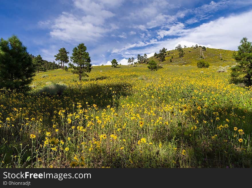 Late summer blooms in the O&#x27;Leary Peak and Sunset Crater Volcano area. Monsoon season brings a burst of wildflower blooms to Arizona&#x27;s higher elevations around Flagstaff. Fields of sunflowers blanket many open meadows and fields on the eastern side of the San Francisco Peaks. Photo taken August 23, 2017 by Deborah Lee Soltesz. Credit U.S. Forest Service Coconino National Forest. Learn more about the Coconino National Forest. Late summer blooms in the O&#x27;Leary Peak and Sunset Crater Volcano area. Monsoon season brings a burst of wildflower blooms to Arizona&#x27;s higher elevations around Flagstaff. Fields of sunflowers blanket many open meadows and fields on the eastern side of the San Francisco Peaks. Photo taken August 23, 2017 by Deborah Lee Soltesz. Credit U.S. Forest Service Coconino National Forest. Learn more about the Coconino National Forest.