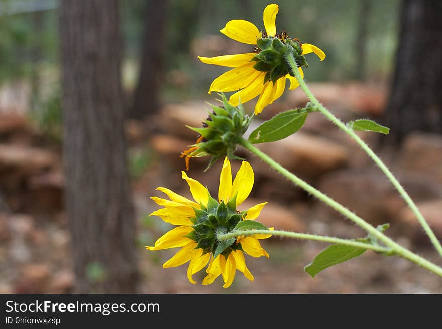 Inquiring sunflowers want to know. Inquiring sunflowers want to know...