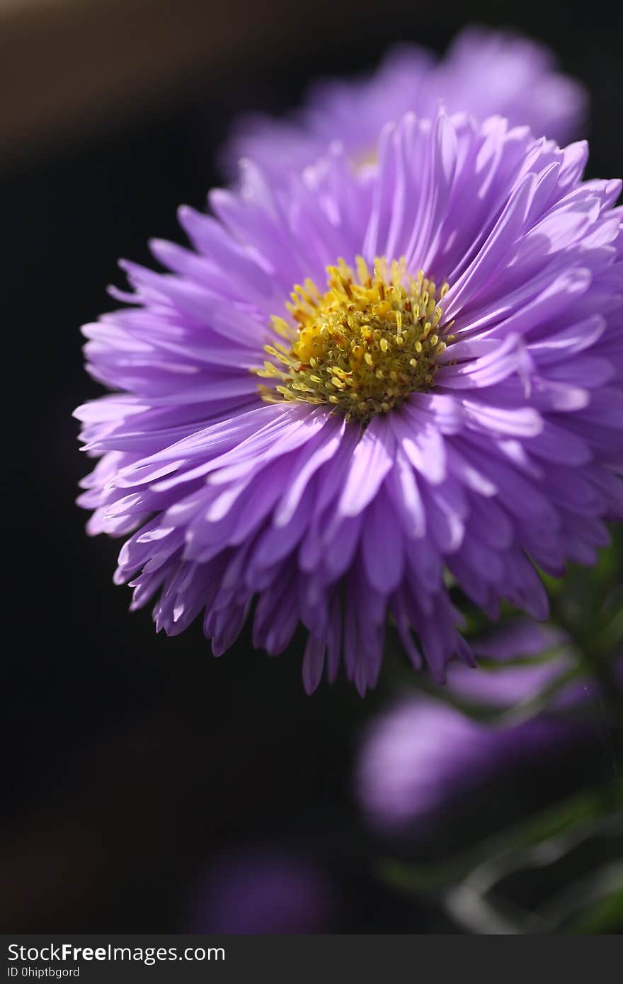 Flower, Aster, Purple, Flora